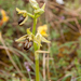 0233-spiegelorchis
