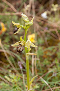 0233-spiegelorchis