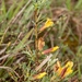 0234-Cytisus-hirsutus-subsp.-polytrichus-dwwergbrem arid pastures