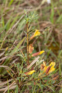 0234-Cytisus-hirsutus-subsp.-polytrichus-dwwergbrem arid pastures