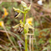 0235-spiegelorchis