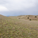 0236-landschap-met-matthiola