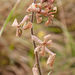 0238-Sad-Stock-Matthiola-fruticulosa