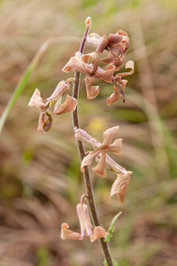 0238-Sad-Stock-Matthiola-fruticulosa