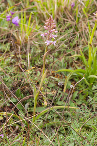 0240-grote-muggenorchis