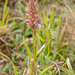 0241-grote-muggenorchis