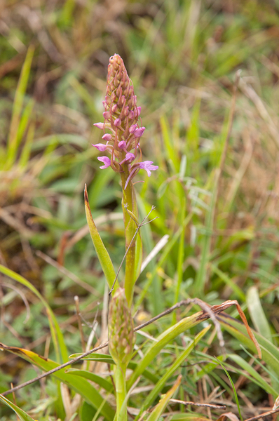0241-grote-muggenorchis