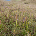 0243-orchideeengrasland