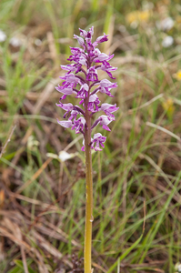 0248-soldaatje-orchis-militaris-glades-from-500-to-about-1600m