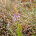 0254-grote-muggenorchis