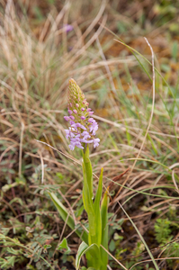 0254-grote-muggenorchis