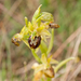 0257-spiegelorchis