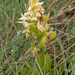 0260-vlierorchis