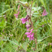 0273-Vicia-pannonica-hongaarse-wikke-uncultivated-land-hedges
