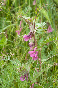 0273-Vicia-pannonica-hongaarse-wikke-uncultivated-land-hedges
