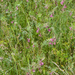 0274-Vicia-pannonica-hongaarse-wikke-uncultivated-land-hedges
