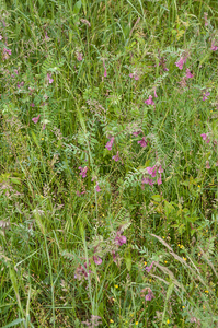 0274-Vicia-pannonica-hongaarse-wikke-uncultivated-land-hedges