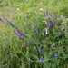 0276-Bonte-wikke-s.l.-Vicia-villosa-hedges,-scrub