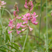 0277-Esparcette-Onobrychis-viciifolia-ruderal-environments-roadsi