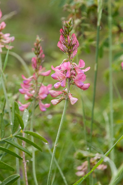 0277-Esparcette-Onobrychis-viciifolia-ruderal-environments-roadsi