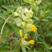 0278 Rhinanthus-alectorolophus-agg-pastures-stony-slopes