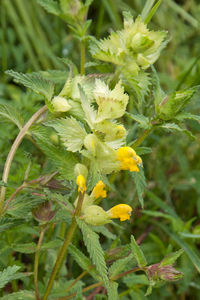 0278 Rhinanthus-alectorolophus-agg-pastures-stony-slopes