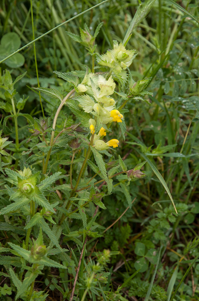 0279-Rhinanthus-alectorolophus-agg-pastures-stony-slopes