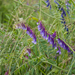 0280-Bonte-wikke-s.l.-Vicia-villosa-hedges,-scrub