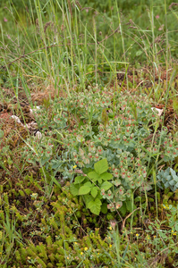 0281-Broad-leaved-Glaucous-spurge--Euphorbia-myrsinites