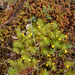 0282-Akkerzenegroen-Ajuga-chamaepitys-uncultivated-land-arid-mead