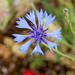 0283-Korenbloem-Centaurea-cyanus-fields