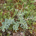 0284-Broad-leaved-Glaucous-spurge--Euphorbia-myrsinites