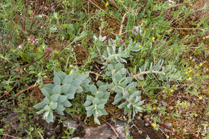 0284-Broad-leaved-Glaucous-spurge--Euphorbia-myrsinites