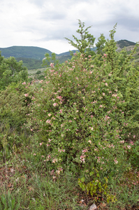 0288-tuinkamperfoelie-Lonicera-caprifolium-mixed-woods-maquis-hed
