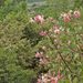 0289-tuinkamperfoelie-Lonicera-caprifolium-mixed-woods-maquis-hed