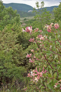 0289-tuinkamperfoelie-Lonicera-caprifolium-mixed-woods-maquis-hed