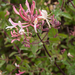 0290-tuinkamperfoelie-Lonicera-caprifolium-mixed-woods-maquis-hed