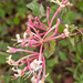 0291-tuinkamperfoelie-Lonicera-caprifolium-mixed-woods-maquis-hed