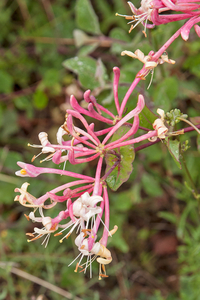 0291-tuinkamperfoelie-Lonicera-caprifolium-mixed-woods-maquis-hed