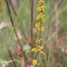 0292-osyris-alba-maquis-garique-themophilous-woods-to-100m