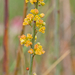 0293-osyris-alba-maquis-garique-themophilous-woods-to-100m