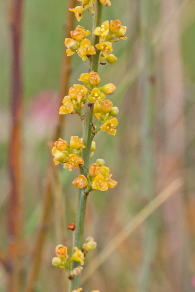 0293-osyris-alba-maquis-garique-themophilous-woods-to-100m