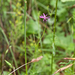 0294-Crupina-crupinastrum-arid-meadows