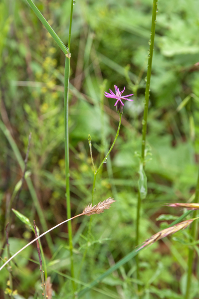 0294-Crupina-crupinastrum-arid-meadows