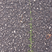 0295-Crupina-crupinastrum-arid-meadows