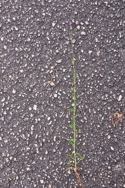 0295-Crupina-crupinastrum-arid-meadows