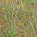 0297-plant-onbekend-2