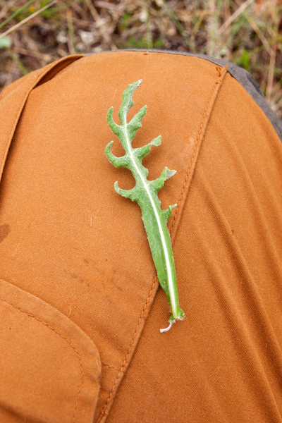 0297-plant-onbekend-3