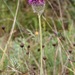 0298-plant-onbekend