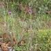 0297-plant-onbekend